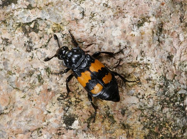 Nicrophorus vespilloides Schwarzfühleriger Totengräber